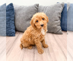 Small #2 Miniature Labradoodle
