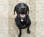 Small Labrador Retriever
