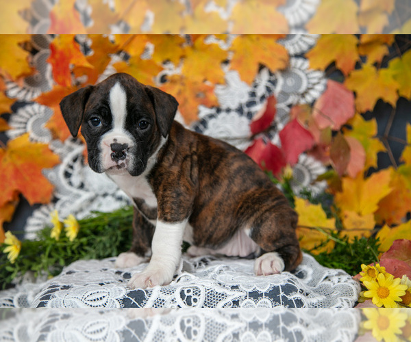Medium Photo #19 Boxer Puppy For Sale in SHILOH, OH, USA
