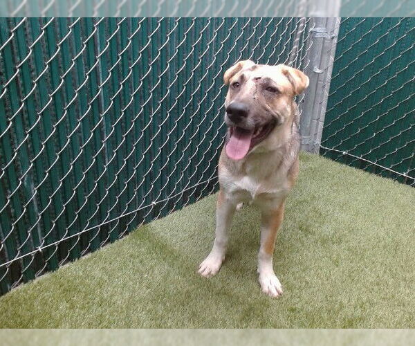 Medium Photo #1 German Shepherd Dog-Unknown Mix Puppy For Sale in Downey, CA, USA