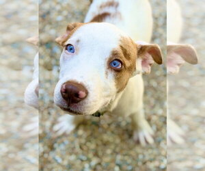 Catahoula Leopard Dog-Unknown Mix Dogs for adoption in West Cornwall, CT, USA