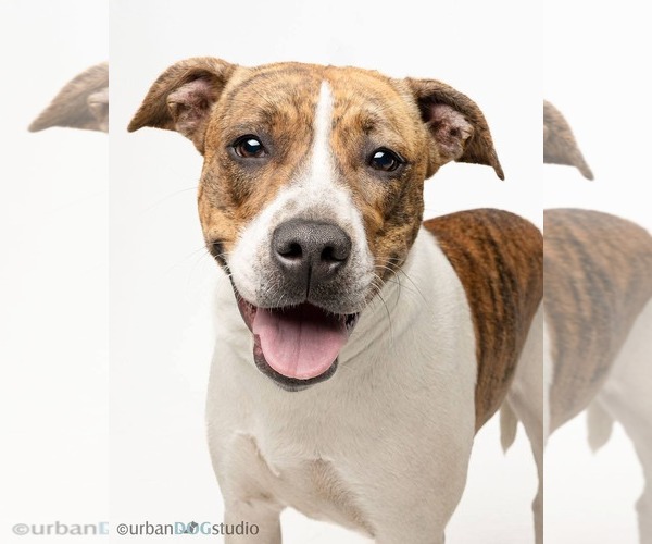 Medium Photo #2 Mutt Puppy For Sale in Tampa, FL, USA