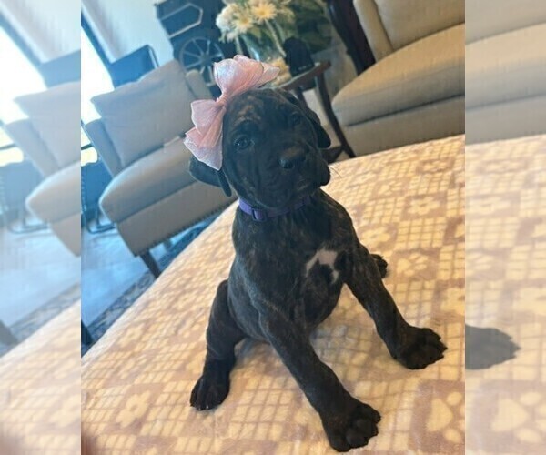 Medium Photo #26 Cane Corso Puppy For Sale in DOWNEY, CA, USA