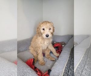 Goldendoodle Puppy for sale in HARTFORD, CT, USA