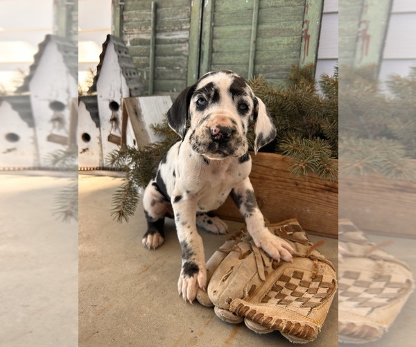 Medium Photo #3 Great Dane Puppy For Sale in MIDDLEBURY, IN, USA