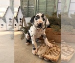 Small #2 Great Dane