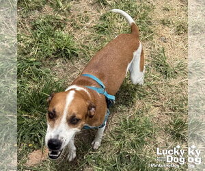 Chapa - Female Labbe Dog for Adoption - Photo #4
