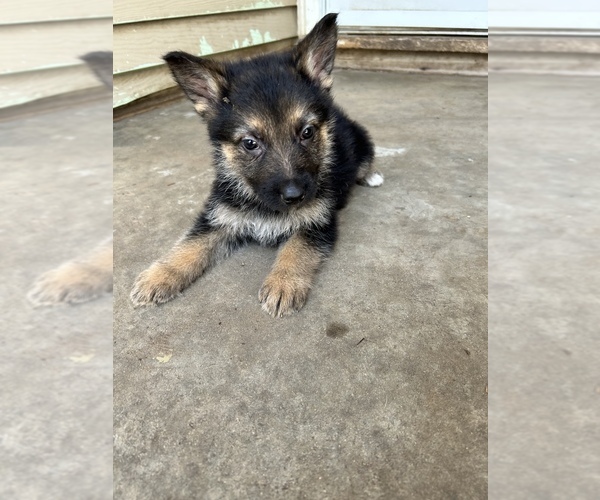 Medium Photo #6 German Shepherd Dog Puppy For Sale in FORT WORTH, TX, USA