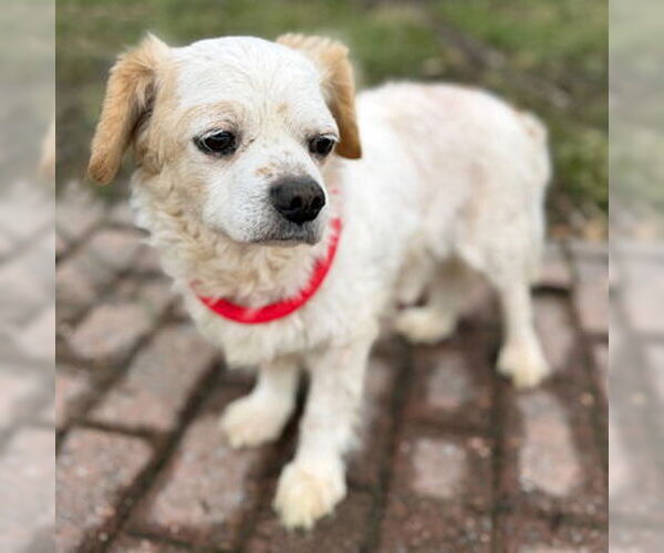 Medium Photo #7 Cocker Spaniel Puppy For Sale in Arlington, VA, USA