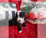 Small Photo #2 Goldendoodle-Miniature Bernedoodle Mix Puppy For Sale in LAKE CITY, FL, USA
