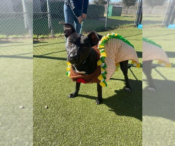 Medium Photo #2 Labrador Retriever-Unknown Mix Puppy For Sale in Pasadena, TX, USA