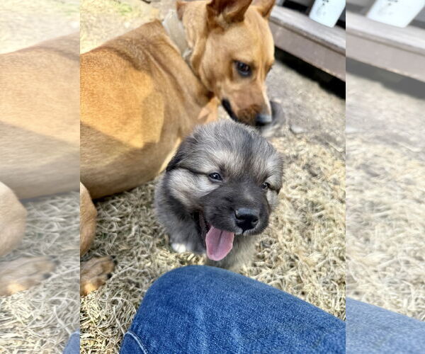 Medium Photo #3 German Shepherd Dog-Unknown Mix Puppy For Sale in The Woodlands, TX, USA