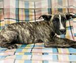 Small Mutt