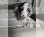 Puppy Puppy Female 3 Australian Shepherd