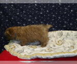 Small Photo #12 Yo-Chon Puppy For Sale in PATERSON, NJ, USA