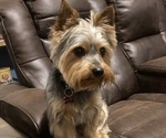 Small Photo #1 Yorkshire Terrier Puppy For Sale in SOUTHPORT, NC, USA