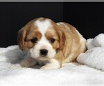 Puppy Puppy 2 Female Cockalier
