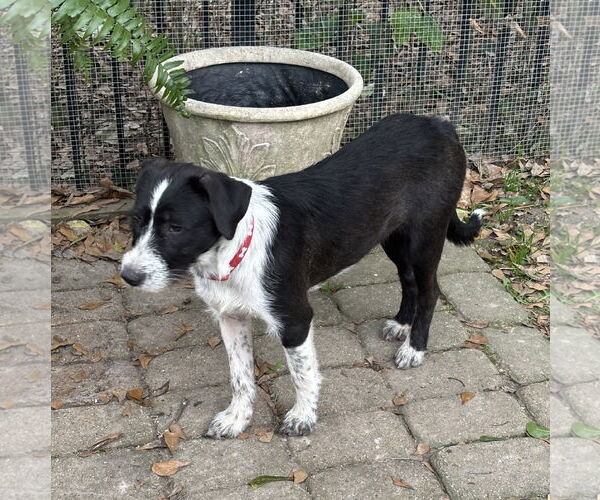 Medium Photo #2 Mutt Puppy For Sale in Rockaway, NJ, USA