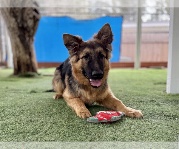 Medium Photo #1 German Shepherd Dog Puppy For Sale in San Diego, CA, USA