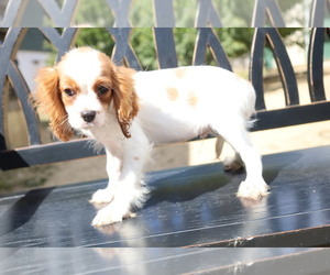 Cavalier King Charles Spaniel Puppy for sale in BLOOMINGTON, IN, USA