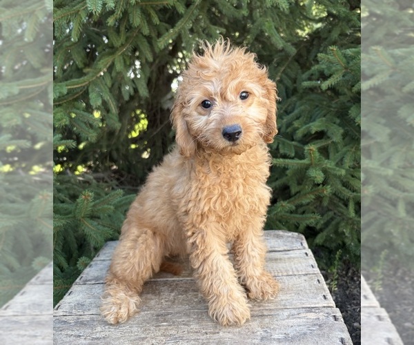 Medium Photo #5 Goldendoodle mix (+ Poodle Miniature) Puppy For Sale in MIDDLEBURY, IN, USA