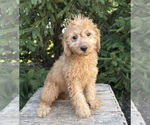 Small #4 Goldendoodle mix (+ Poodle Miniature)