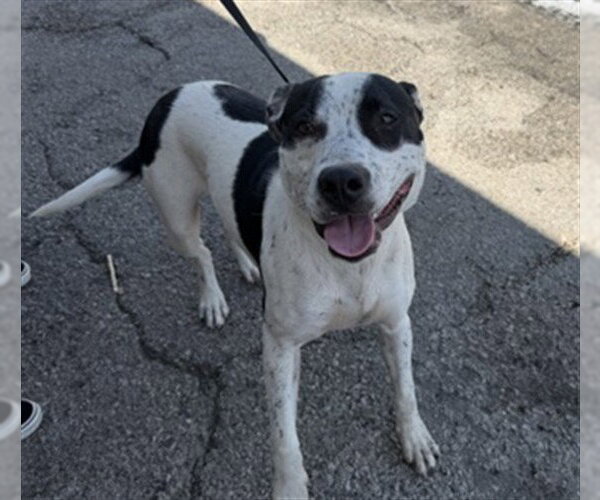 Medium Photo #1 Mutt Puppy For Sale in San Bernardino, CA, USA