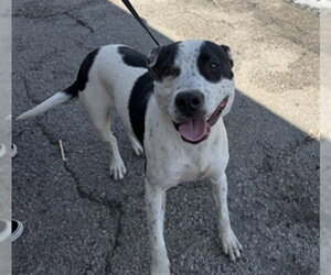 Mutt Dogs for adoption in San Bernardino, CA, USA