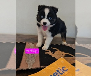 Miniature Australian Shepherd Puppy for sale in MILTON, WI, USA