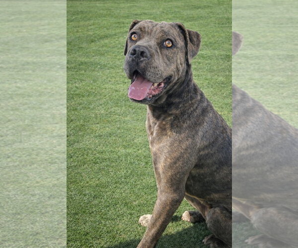 Medium Photo #4 Mutt Puppy For Sale in La Verne, CA, USA
