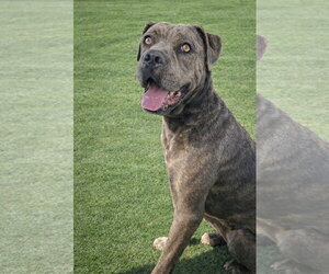 Freesia - Female Mutt Dog for Adoption - Photo #4