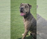 Small Photo #4 Mutt Puppy For Sale in La Verne, CA, USA