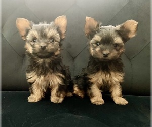 Yorkshire Terrier Puppy for sale in LAS VEGAS, NV, USA
