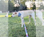 Small #3 Labrador Retriever Mix