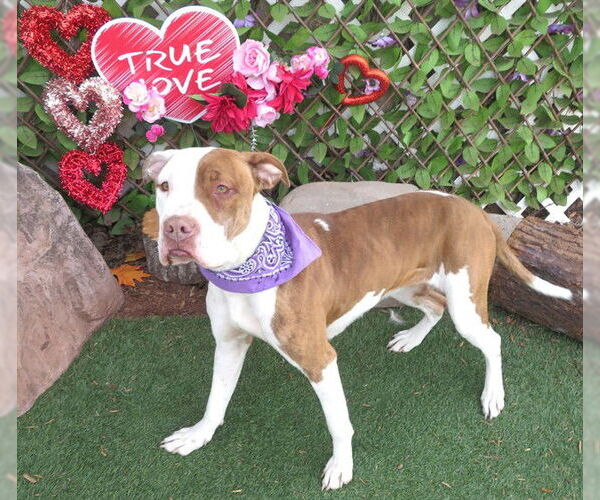 Medium Photo #1 Mutt Puppy For Sale in Oklahoma City, OK, USA