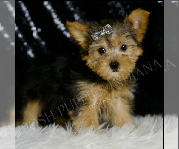 Medium Photo #4 Morkie Puppy For Sale in WARSAW, IN, USA