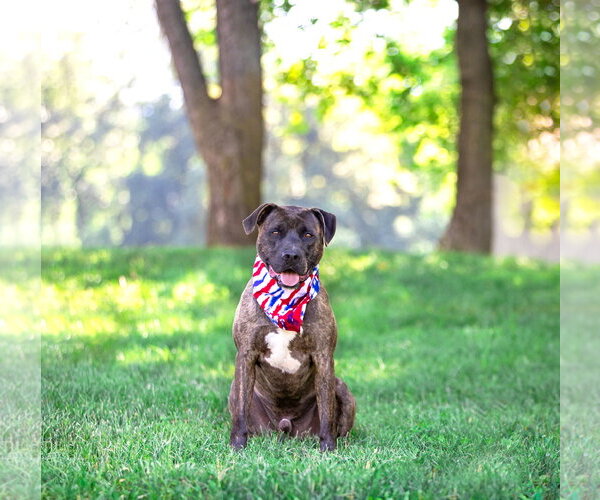 Medium Photo #2 Mutt Puppy For Sale in Unionville, PA, USA