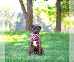 Small #1 Mutt