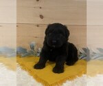 Small Photo #2 Bouvier Des Flandres Puppy For Sale in DOSS, MO, USA