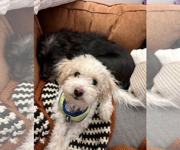 Medium Photo #4 Poochon Puppy For Sale in St. Louis Park, MN, USA