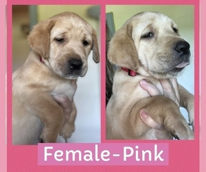 Medium Labrador Retriever