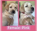 Puppy Puppy 5 Pink Labrador Retriever