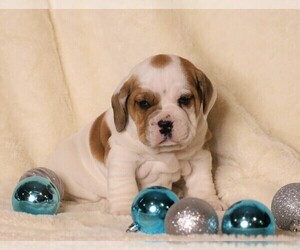 Beagle-English Bulldog Mix Puppy for sale in FREDERICKSBG, OH, USA