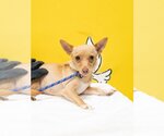 Small Photo #4 Chihuahua Puppy For Sale in Studio City, CA, USA
