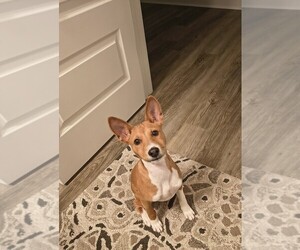 Basenji Puppy for sale in PITTSBORO, NC, USA