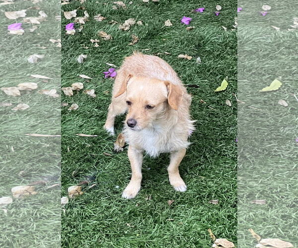 Medium Photo #5 Cocker Spaniel-Jack Russell Terrier Mix Puppy For Sale in Dana Point, CA, USA