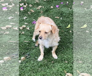 Sampson - Male Cocker Spaniel-Jack Russell Terrier Mix Dog for Adoption - Photo #5