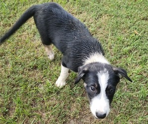 Border Collie Puppy for sale in TIFTON, GA, USA