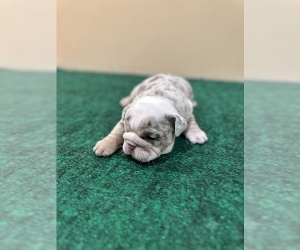 Medium Photo #1 English Bulldog Puppy For Sale in NASHVILLE, TN, USA