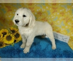 Small Photo #57 English Cream Golden Retriever Puppy For Sale in PEYTON, CO, USA
